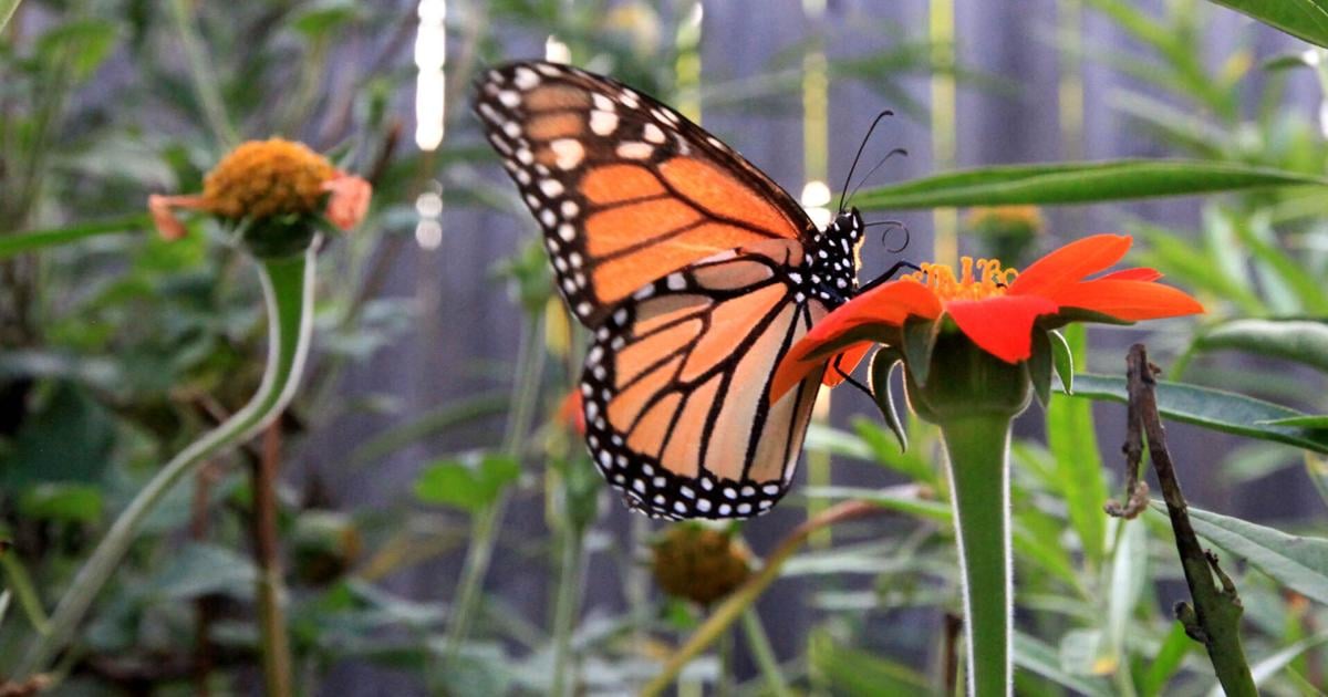 Master Gardener: Pollinator gardens beautiful and purposeful | Home & Garden Master Gardener: Pollinator gardens beautiful and purposeful | Home & Garden