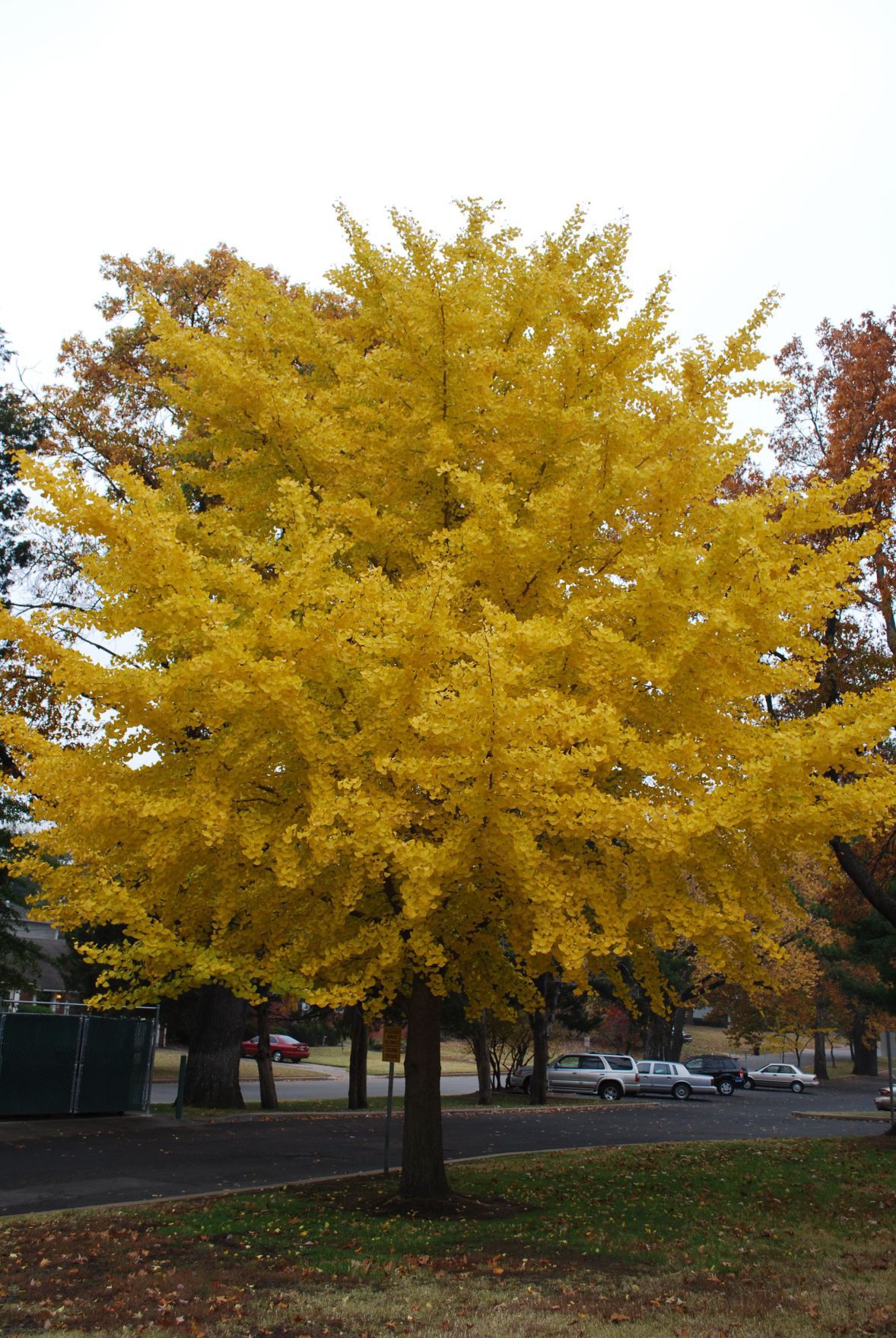 Barry Fugatt: Ginkgo trees are delight to eyes, not nose | Garden
