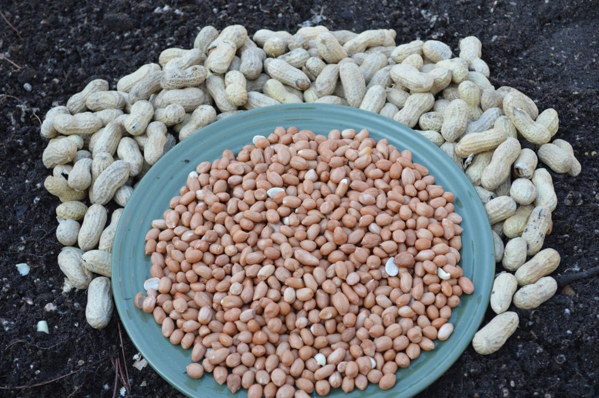 Don't be a goober about planting peanuts Garden Advice