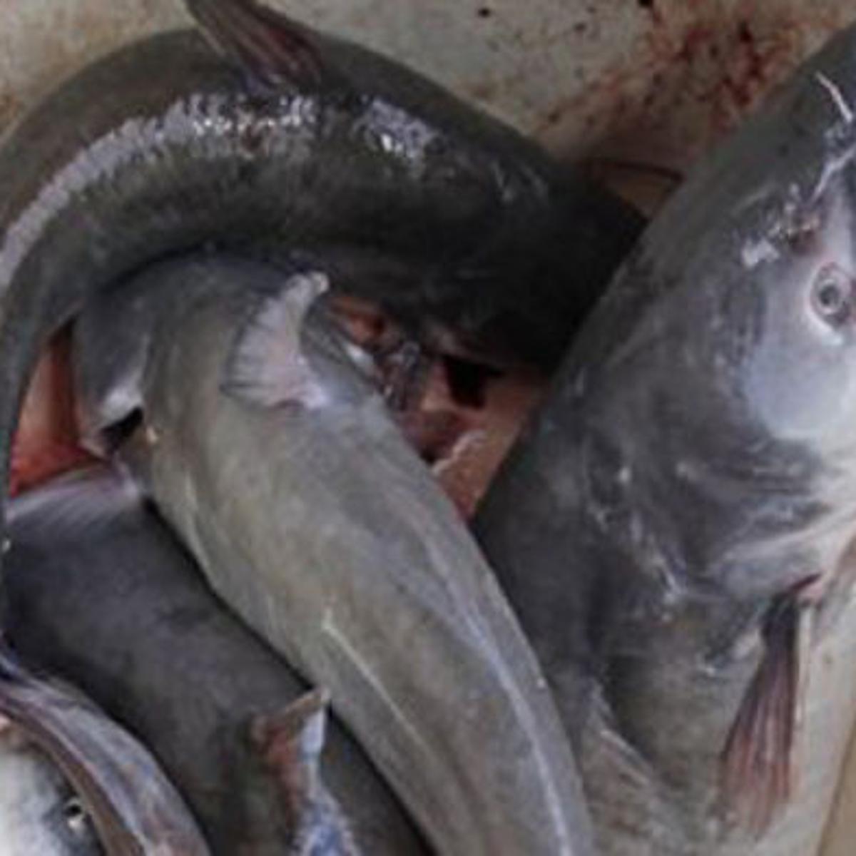 Cleaning And Prep Key For Good Catfish Outdoors Tulsaworld Com