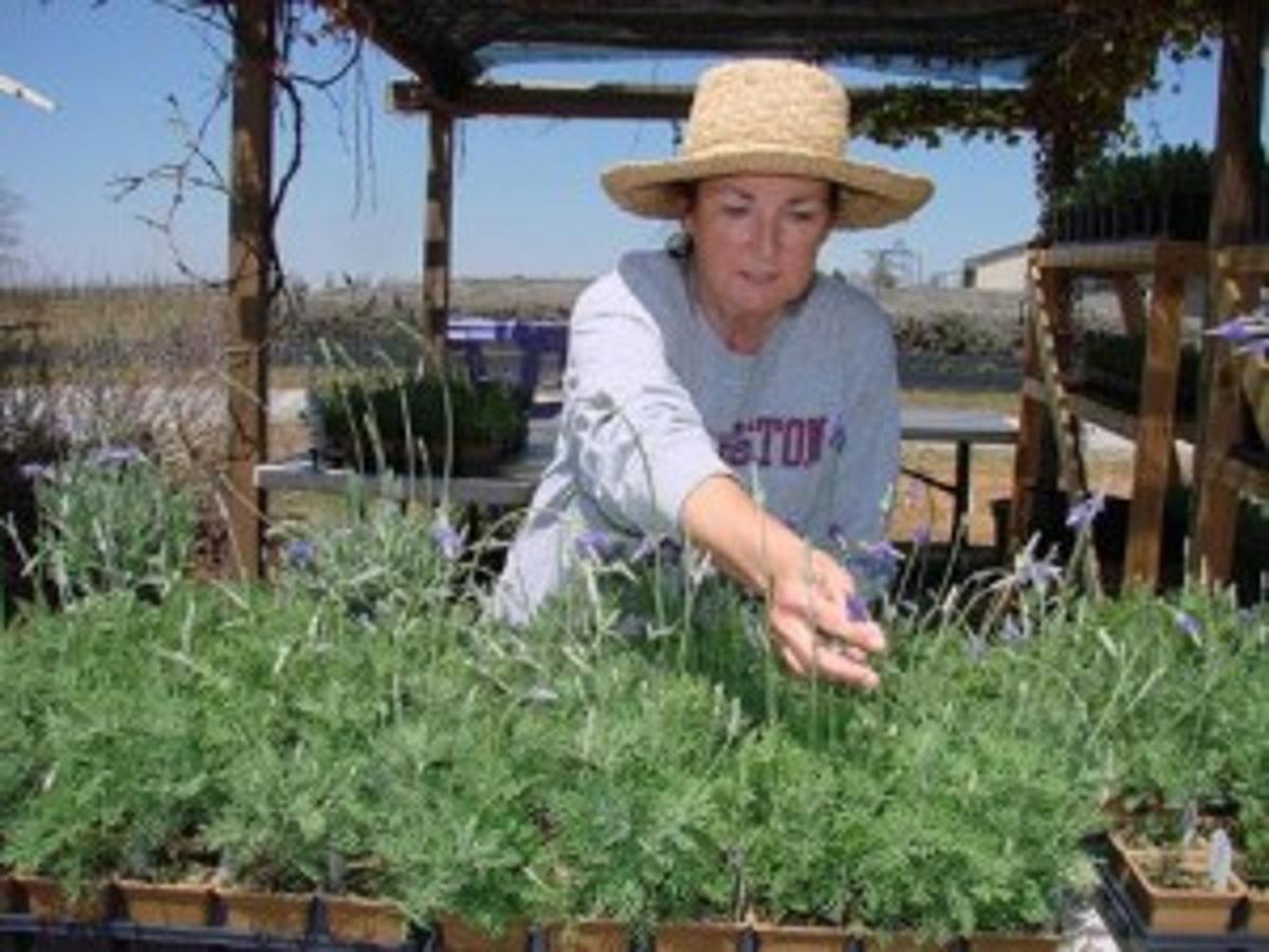 Experience Provence In Oklahoma At Stone Bluff Lavender Festival News Tulsaworld Com
