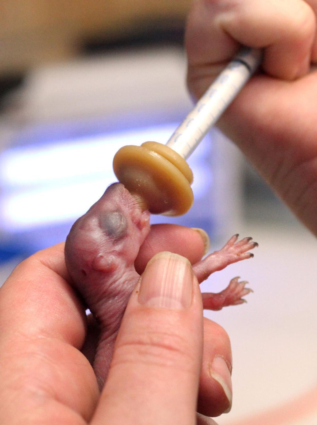 Finger Sized Pinky Squirrel Is A Tiny Sign Of Orphaned Animal