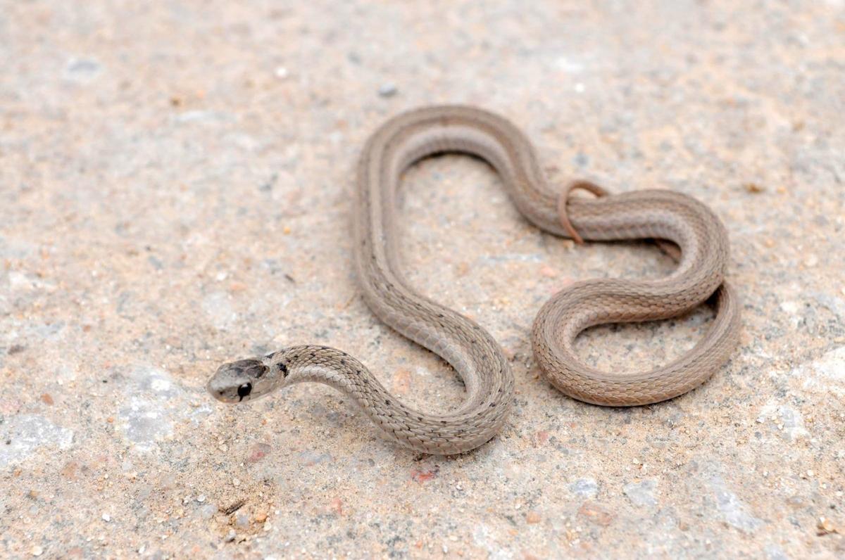 Gallery Watch Where You Walk It S Snake Season Photo