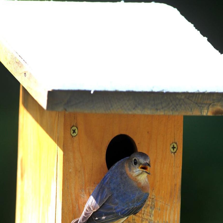 Bluebird Watch Help Nesting Bluebirds Beat The Heat Sports News Tulsaworld Com
