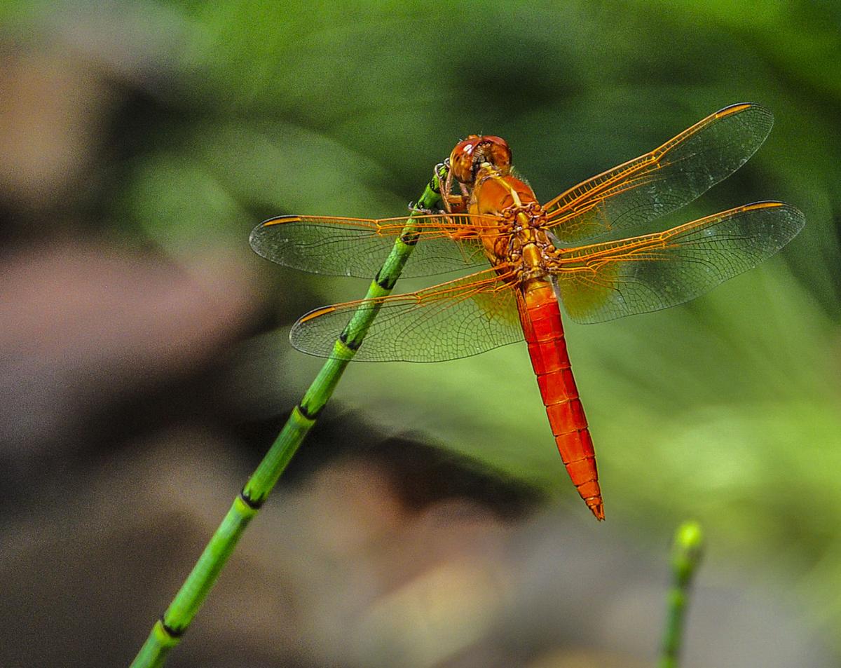 Master Gardener Dragonflies among beneficial insects Mastergardener