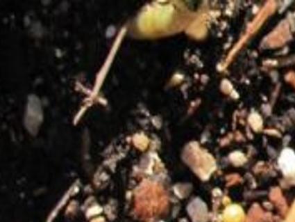 Russell Studebaker Money Grows On Saffron Crocus Bulbs