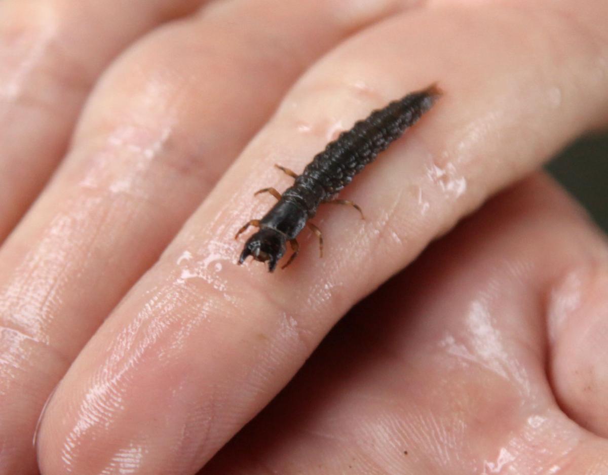 World Around You Hellgrammite Lives Underwater As Larva For Years Before It Becomes A Fly Sports News Tulsaworld Com