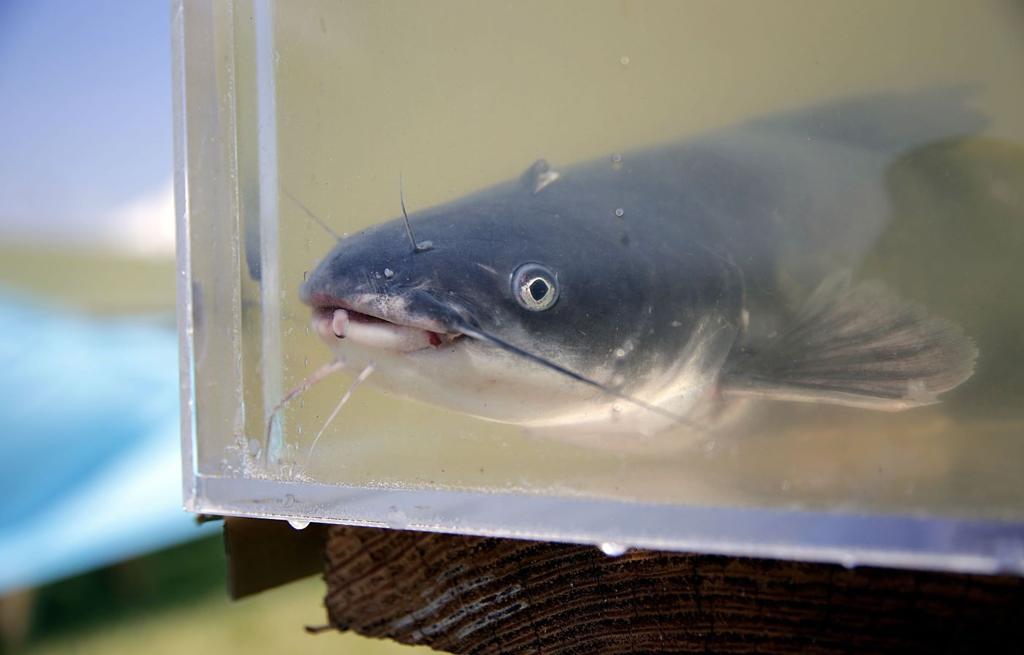 John Klein Grand Lake Hosts Catfish Racing And Frying But Not
