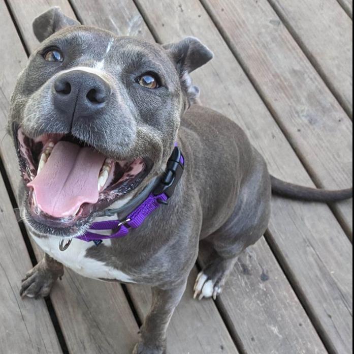 meet 45 adoptable dogs and cats looking