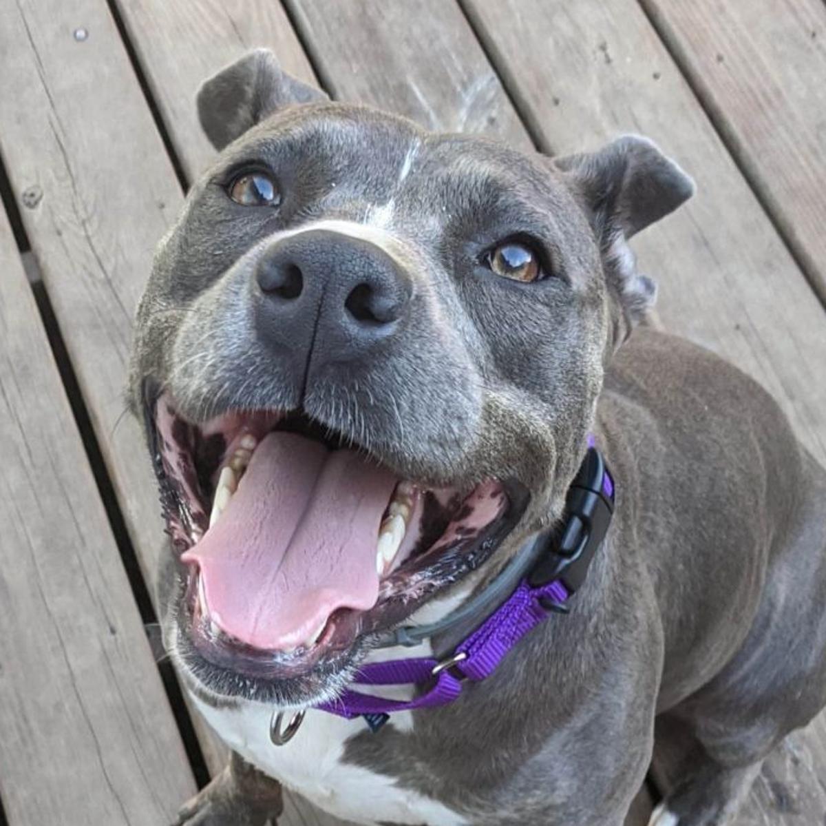 meet 45 adoptable dogs and cats looking