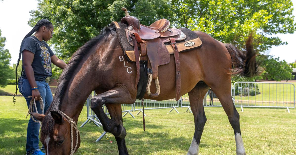 Ashley Avis: Oklahoma can lead the way to protect America’s lost horses