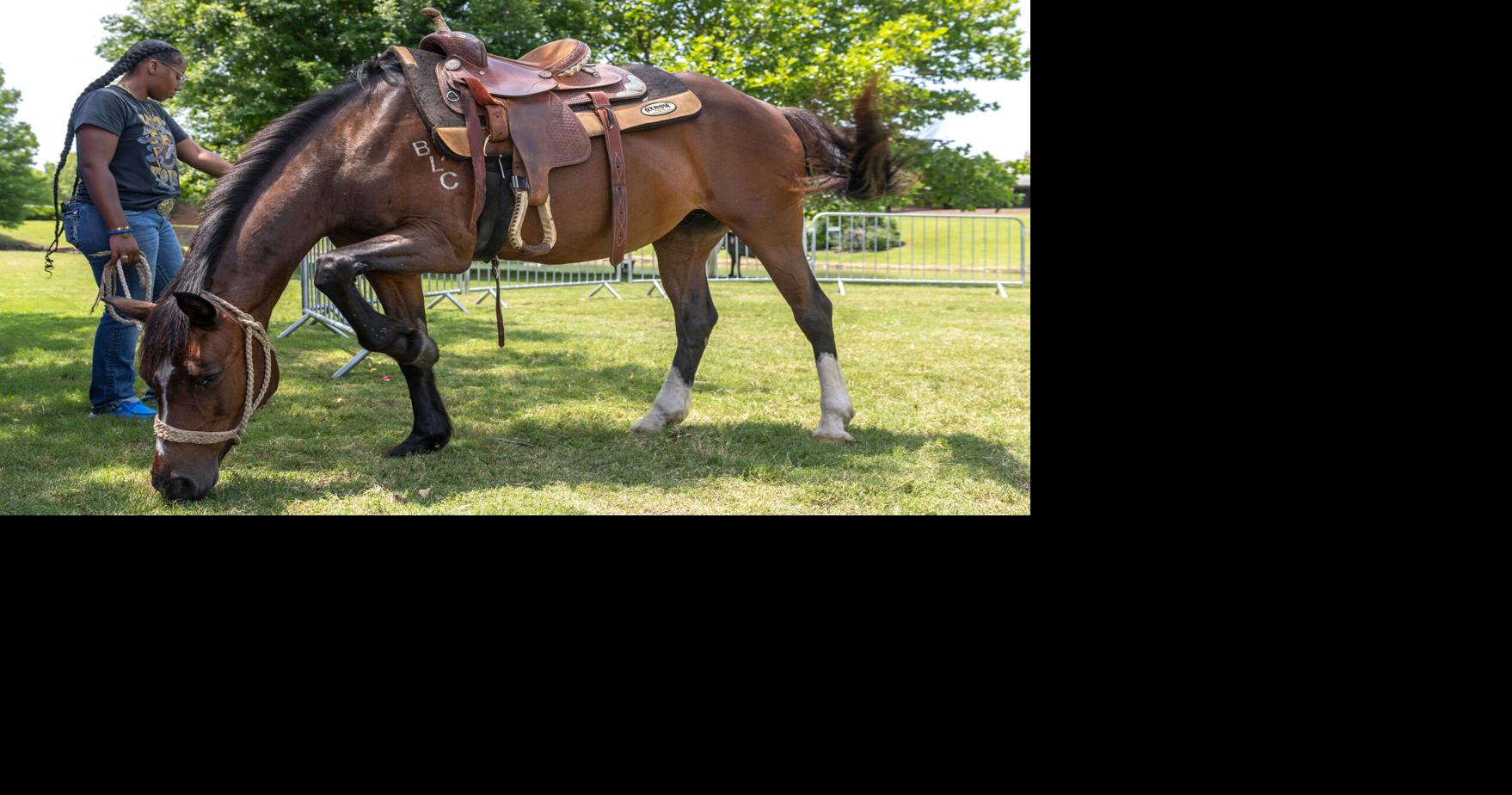 Ashley Avis: Oklahoma can lead the way to protect America’s lost horses