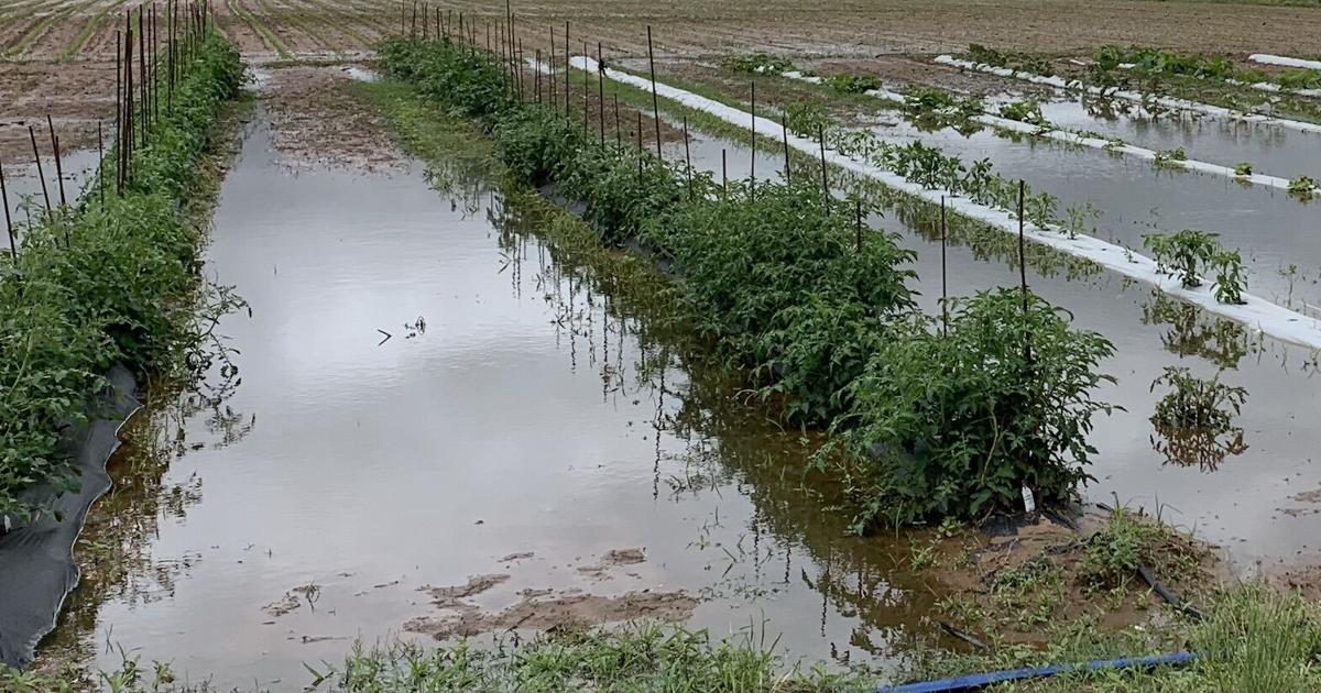 Master Gardener: Why waterlogged roots will impede how your garden grows
