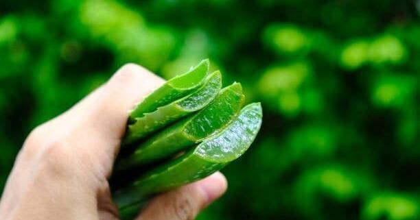 8 clever ways to use aloe vera