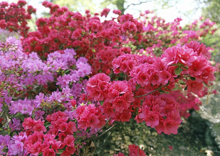 Muskogee Azalea Festival begins but namesake blooms late to party