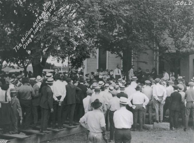 P01-1763a Auction_Million_Dollar_Elm_high_res.jpg