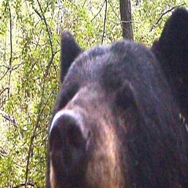 Life With Black Bears We Re Fed Up Cherokee County Residents Say Of Brazen Bears Local News Tulsaworld Com