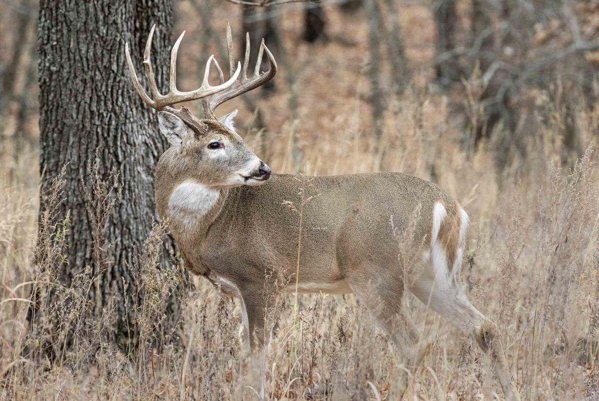 eight point 10 point 600 million rifle season for deer means big