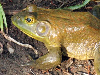 Bullfrog sound loneliest of them all