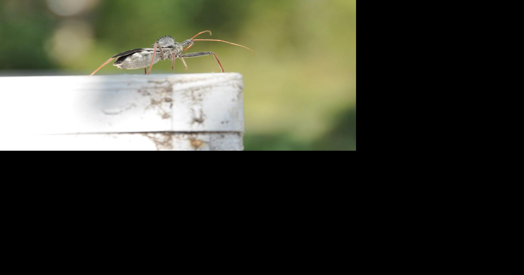 Nature Note: Visitors at the Beehive