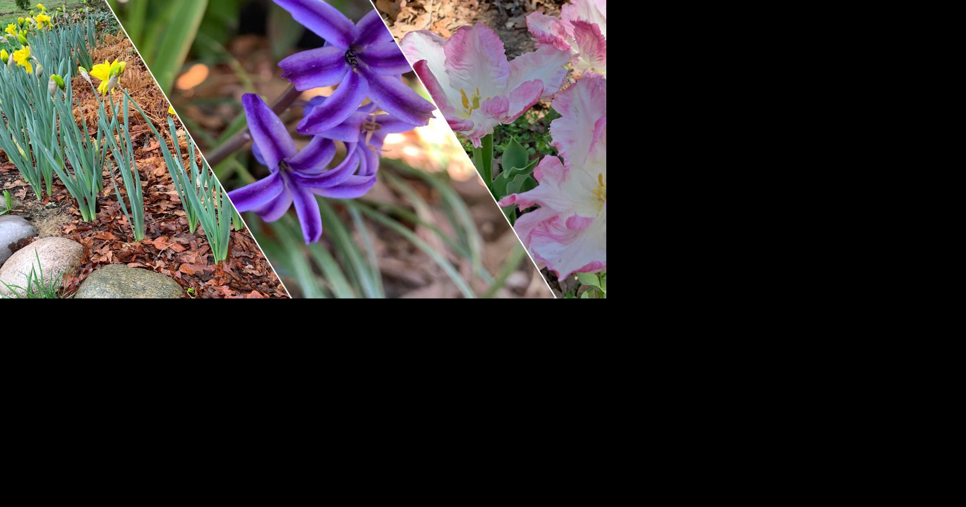 Tips for planting bulbs in fall to grow spring flowers | Master Gardener