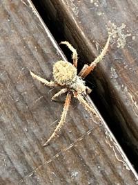 Beavers Bend State Park