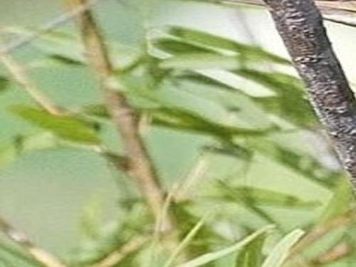 Bird Watch Least Bittern Sports News Tulsaworld Com