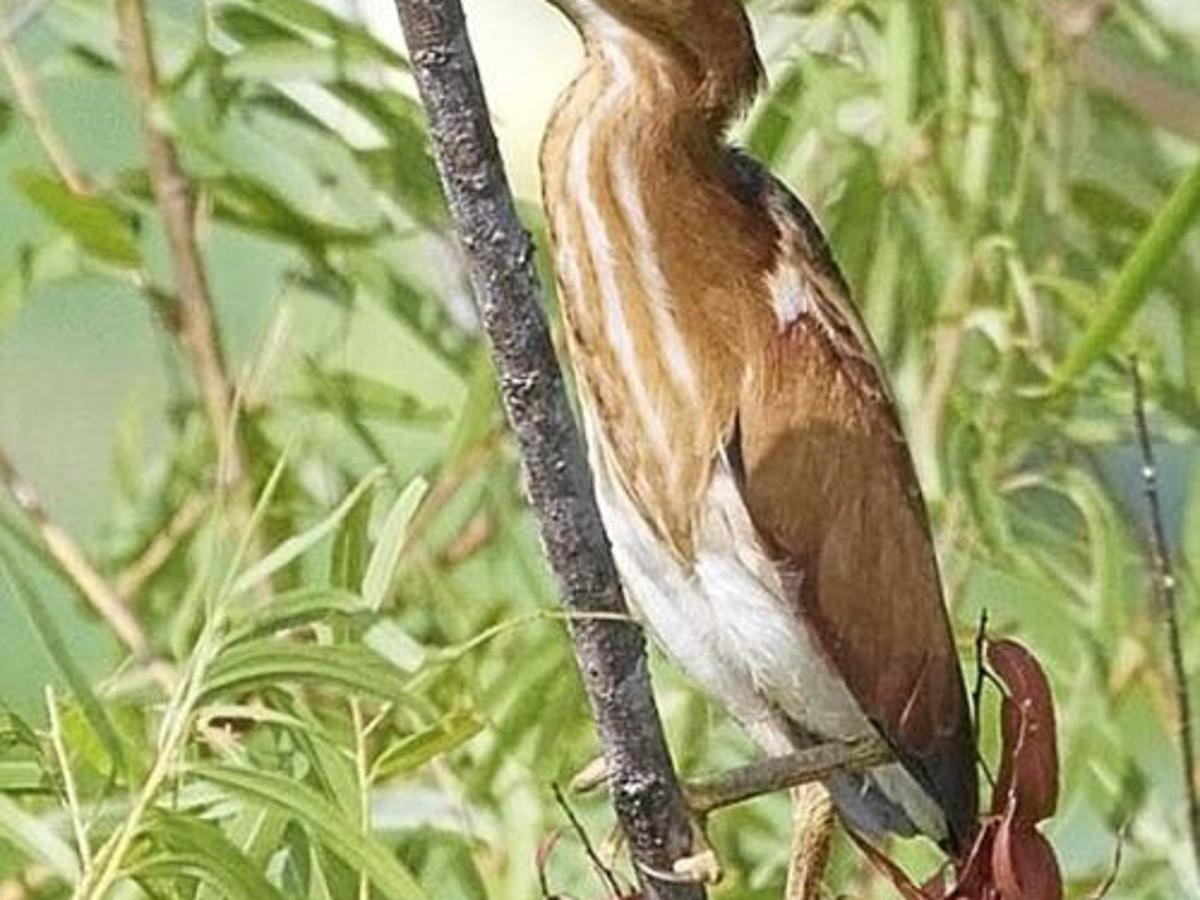 Bird Watch Least Bittern Sports News Tulsaworld Com Bird Watch Least Bittern Sports News Tulsaworld Com