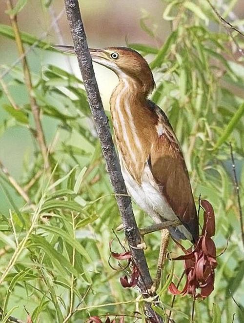Bird Watch Least Bittern Sports News Tulsaworld Com