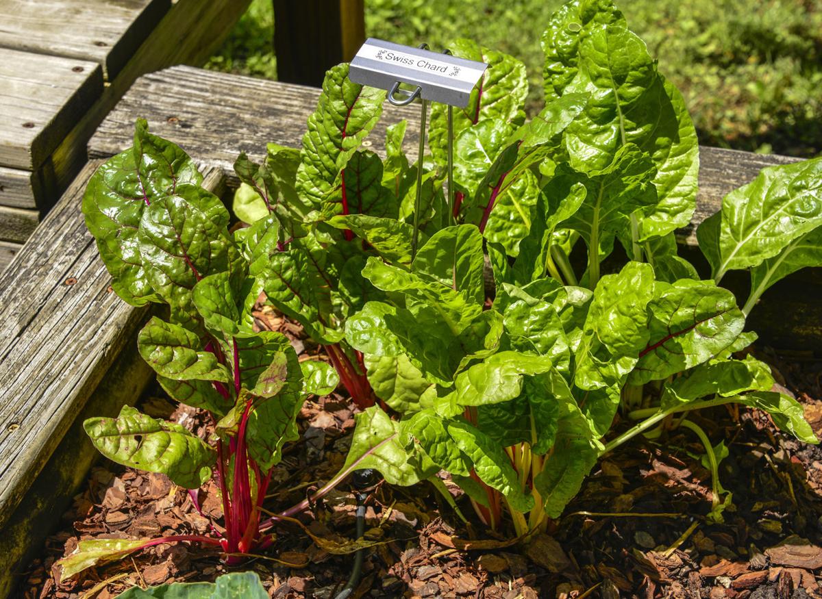 Master Gardener Get ready for fall vegetable garden