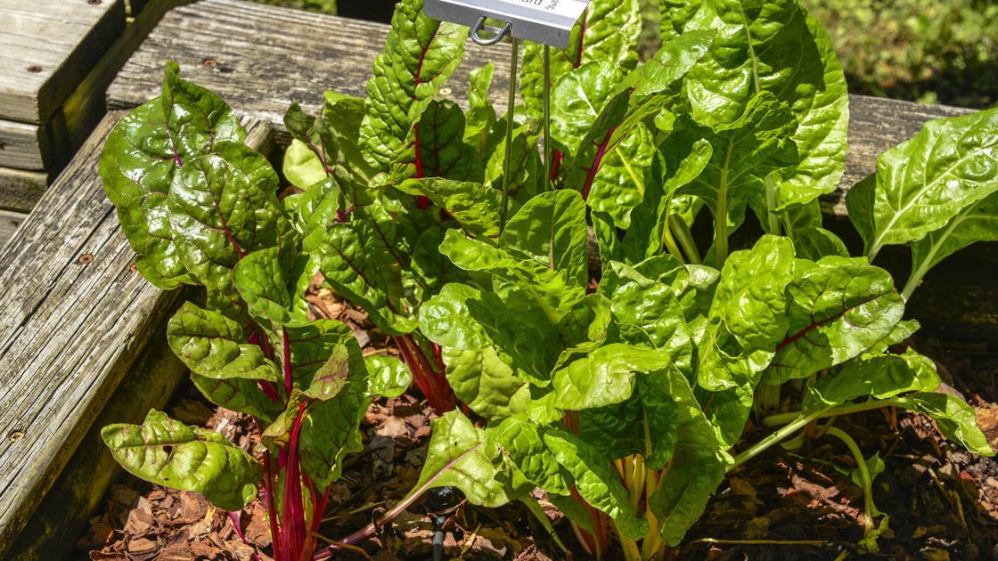 Master Gardener Get Ready For Fall Vegetable Garden Home Tulsaworld Com - Best Vegetable Garden Plants For Oklahoma Master Gardener Get Ready For Fall Vegetable Garden Home Tulsaworld Com - Best Vegetable Garden Plants For Oklahoma
