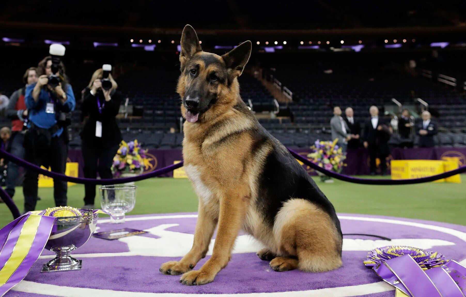 Rumor only 2nd German shepherd to ever win Best in Show at Westminster
