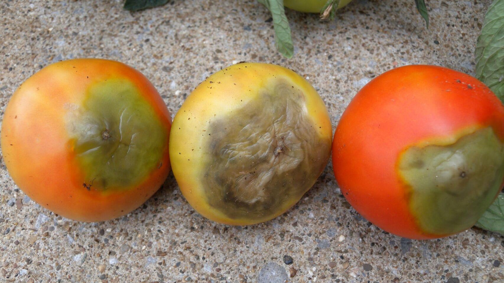 master gardener separating fact from fiction about tomato blossom end rot home garden tulsaworld com