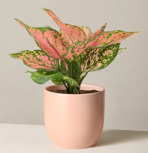 Is aglaonema poisonous to sales dogs