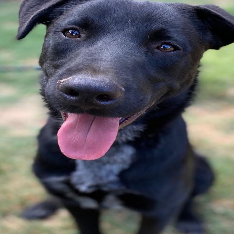Pawsitively Adorable Meet 59 Adoptable Dogs And Cats Looking For Love Photo Tulsaworld Com