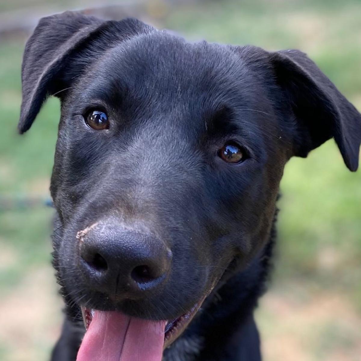 Pawsitively Adorable Meet 59 Adoptable Dogs And Cats Looking For Love Photo Tulsaworld Com