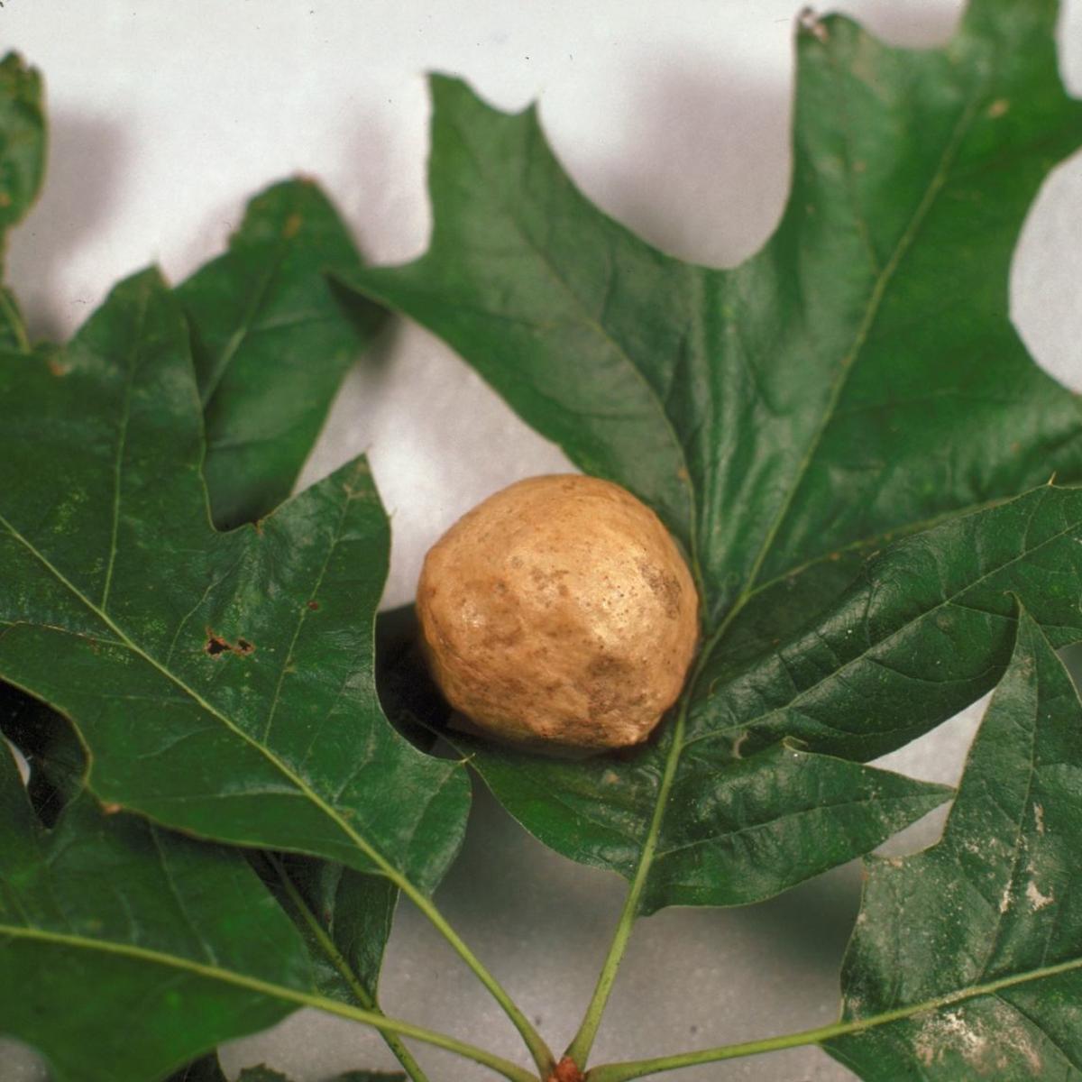 Master Gardener Oak Galls Are Not Typically Harmful To Trees Home Garden Tulsaworld Com