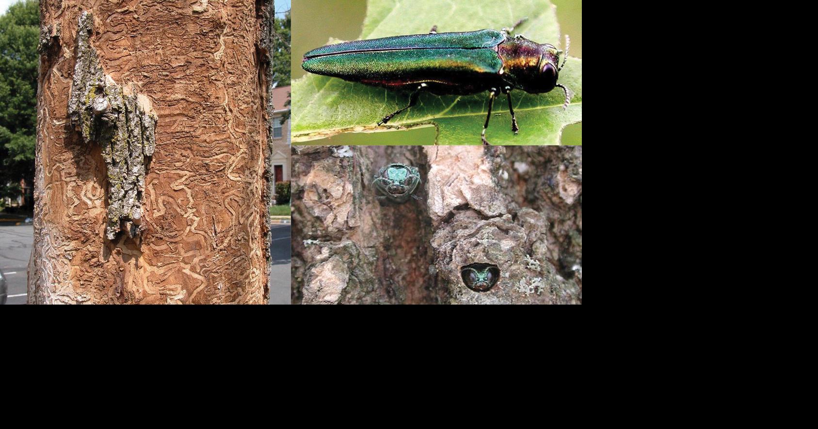 Master Gardener: Emerald ash borers confirmed in Wagoner County