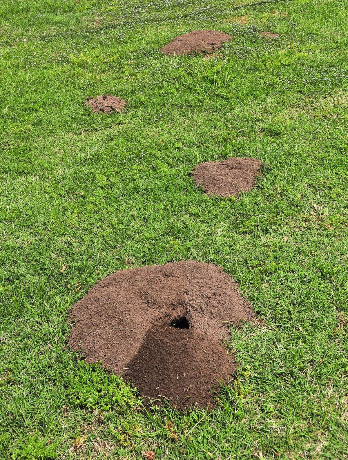 Master Gardener Moles, gophers are common landscape pests
