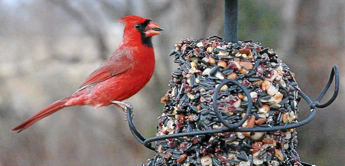 Kelly Bostian Bird Feeding Addiction Leads To Experimentation New Recipes Sports News Tulsaworld Com