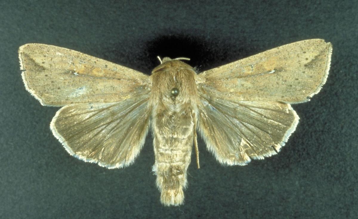 Armyworm moth