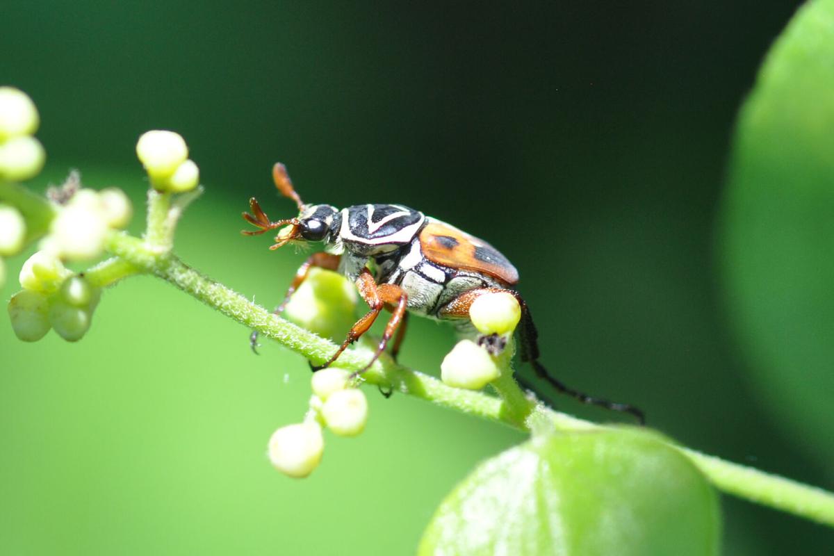 Delta Flower Beetle on Greenbriar (002)_edited-1.JPG