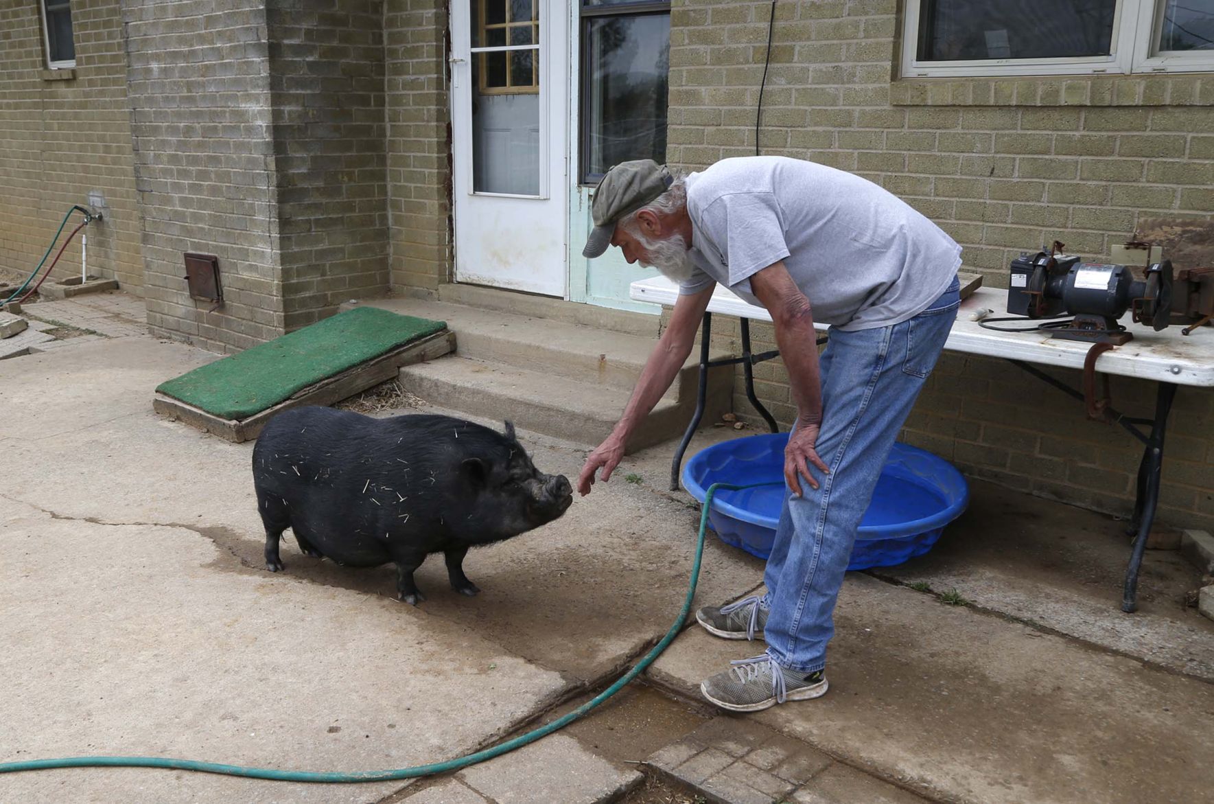 Owning a potbelly store pig