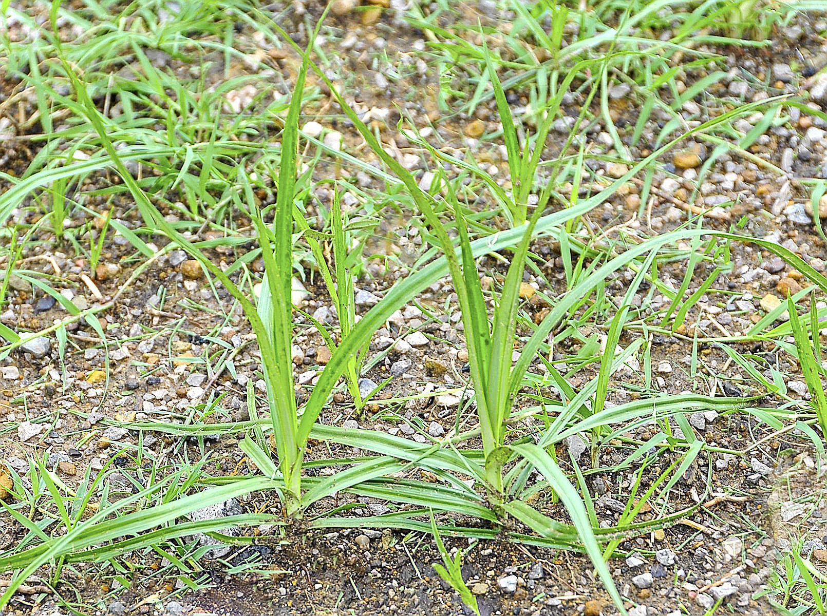 nutsedge