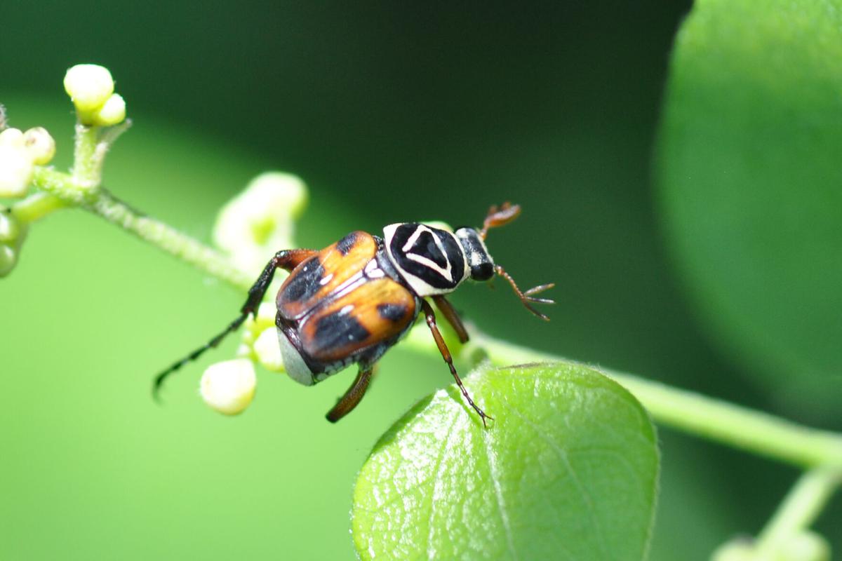 Delta Flower Beetle on Greenbriar (001)_edited-1.JPG