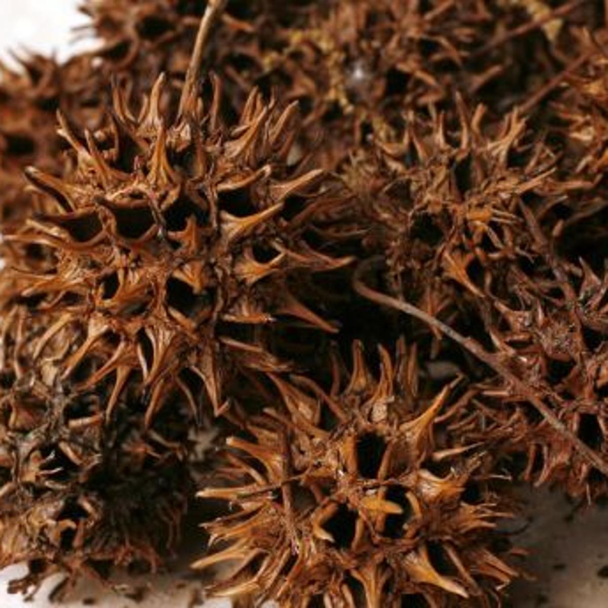 Sweet Gum Balls Can Be Used As Mulch Or As A Defense For Plants Business News Tulsaworld Com