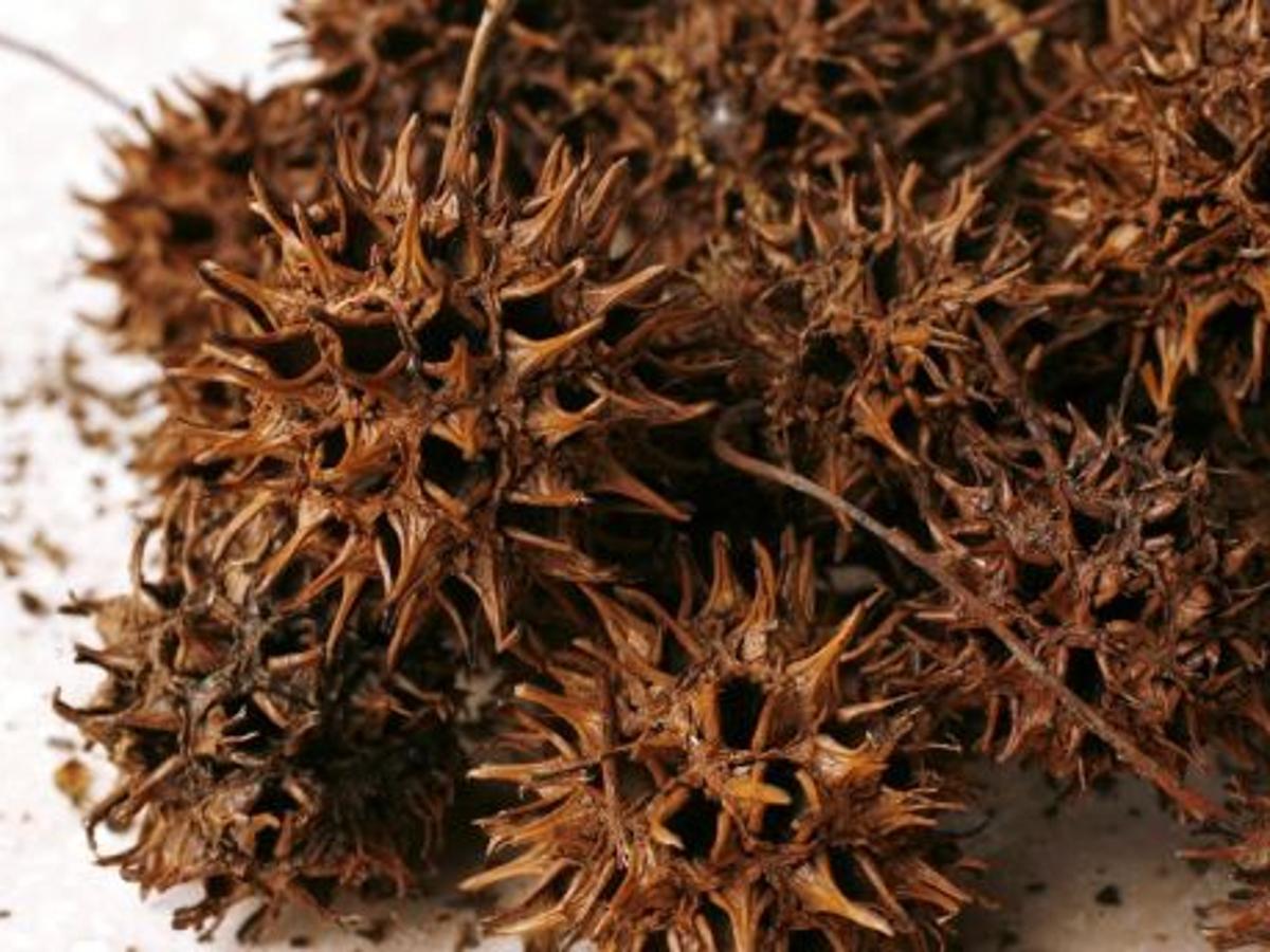 Sweet Gum Balls Can Be Used As Mulch Or As A Defense For Plants Business News Tulsaworld Com,How To Make Thai Tea Mix
