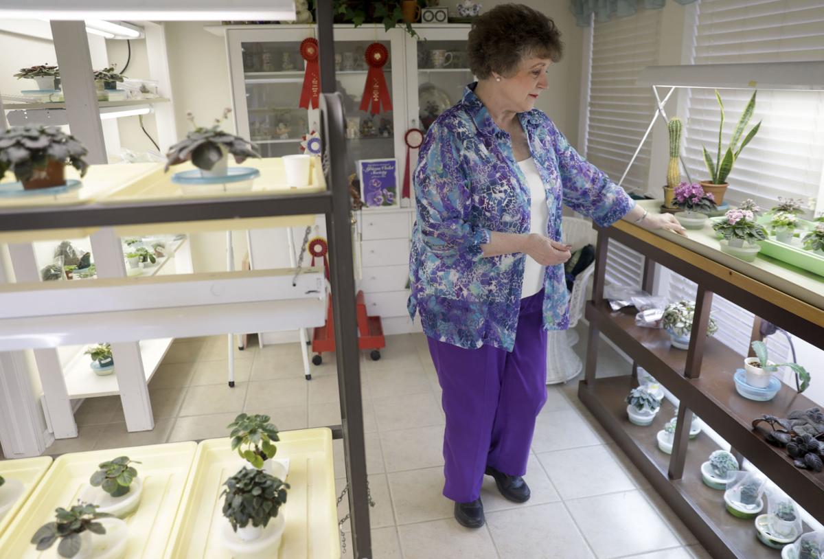 Ba African Violet Hobbyist Will Bring Expertise Plants To 40th Annual Spring Show Home Garden Tulsaworld Com