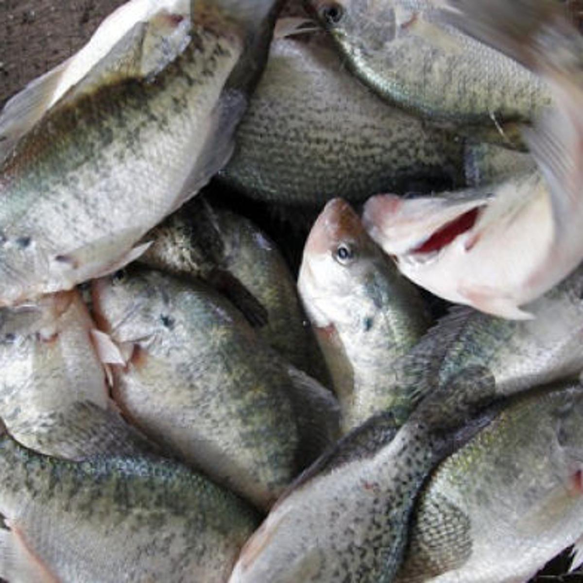 Crappie Winters Outdoors Tulsaworld Com