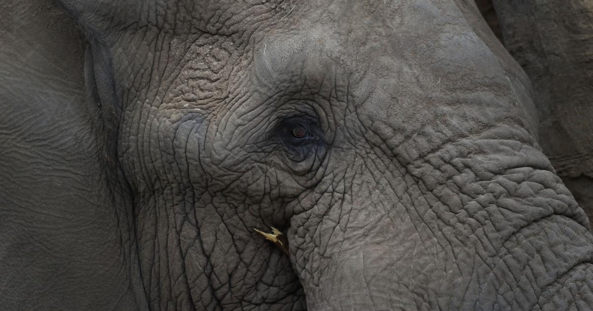 Elephants in US zoos? Without breeding, future is uncertain Elephants in US zoos? Without breeding, future is uncertain
